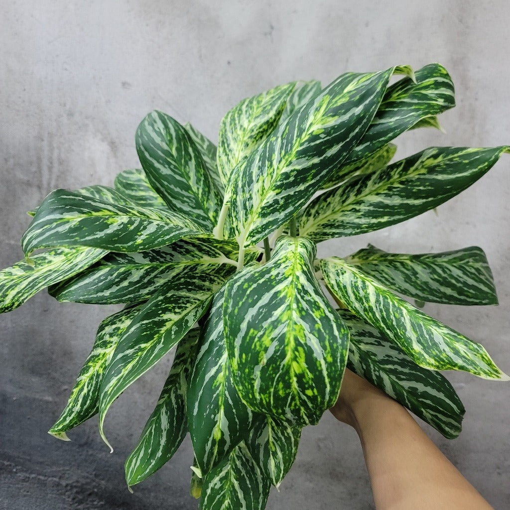COLORFUL PLANTS - Aglaonema 'Golden Madonna' - 6"