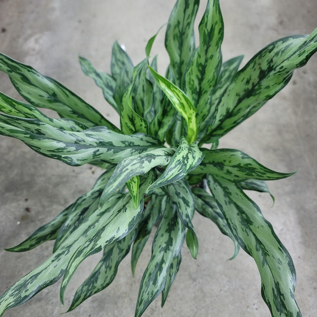 COLORFUL PLANTS - Aglaonema 'Juliette' - 6