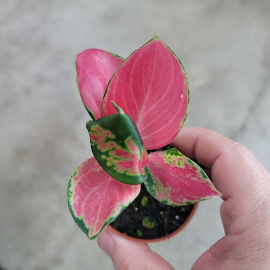 COLORFUL PLANTS - Aglaonema 'Latosolic Red' - 2"