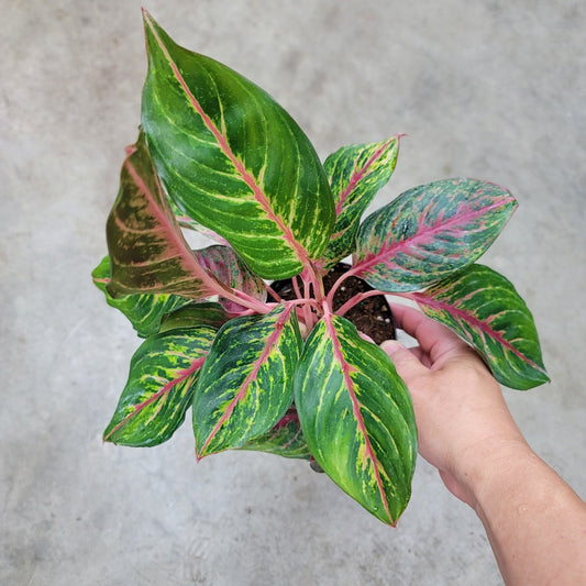 COLORFUL PLANTS - AGLAONEMA RUBI - 5"