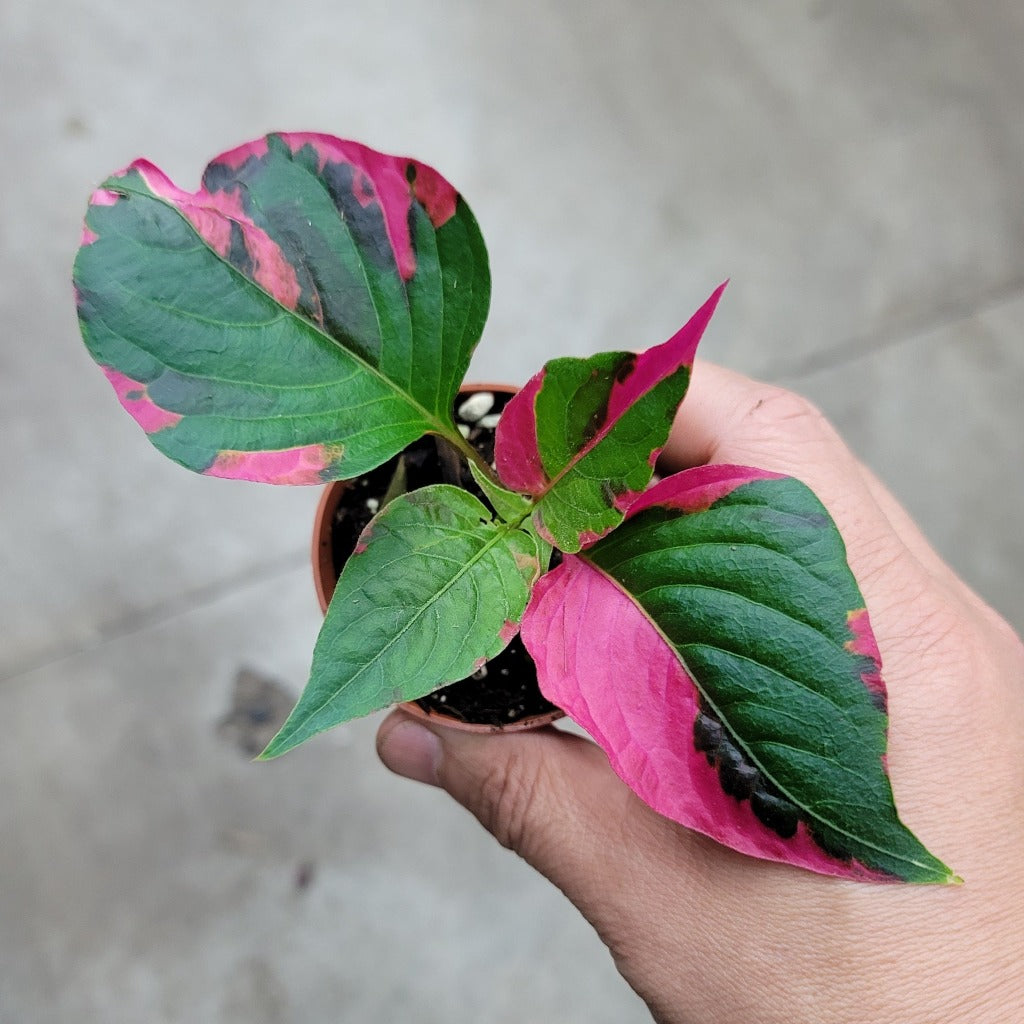 COLORFUL PLANTS - Alternanthera Ficoidea 'Party Time' - 2"