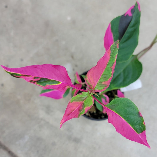 COLORFUL PLANTS - Alternanthera Ficoidea 'Party Time' - 4"