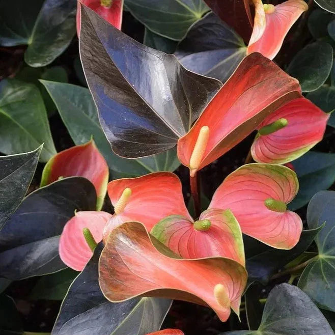 COLORFUL PLANTS - Anthurium Rainbow Champion - 4"