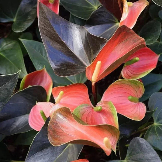 COLORFUL PLANTS - Anthurium Rainbow Champion - 4"