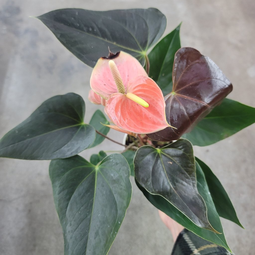 COLORFUL PLANTS - Anthurium Rainbow Champion - 4"