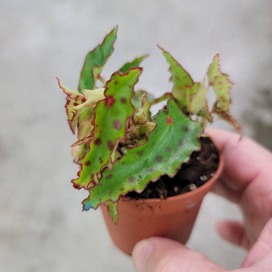 COLORFUL PLANTS - Begonia Amphioxus - 2"