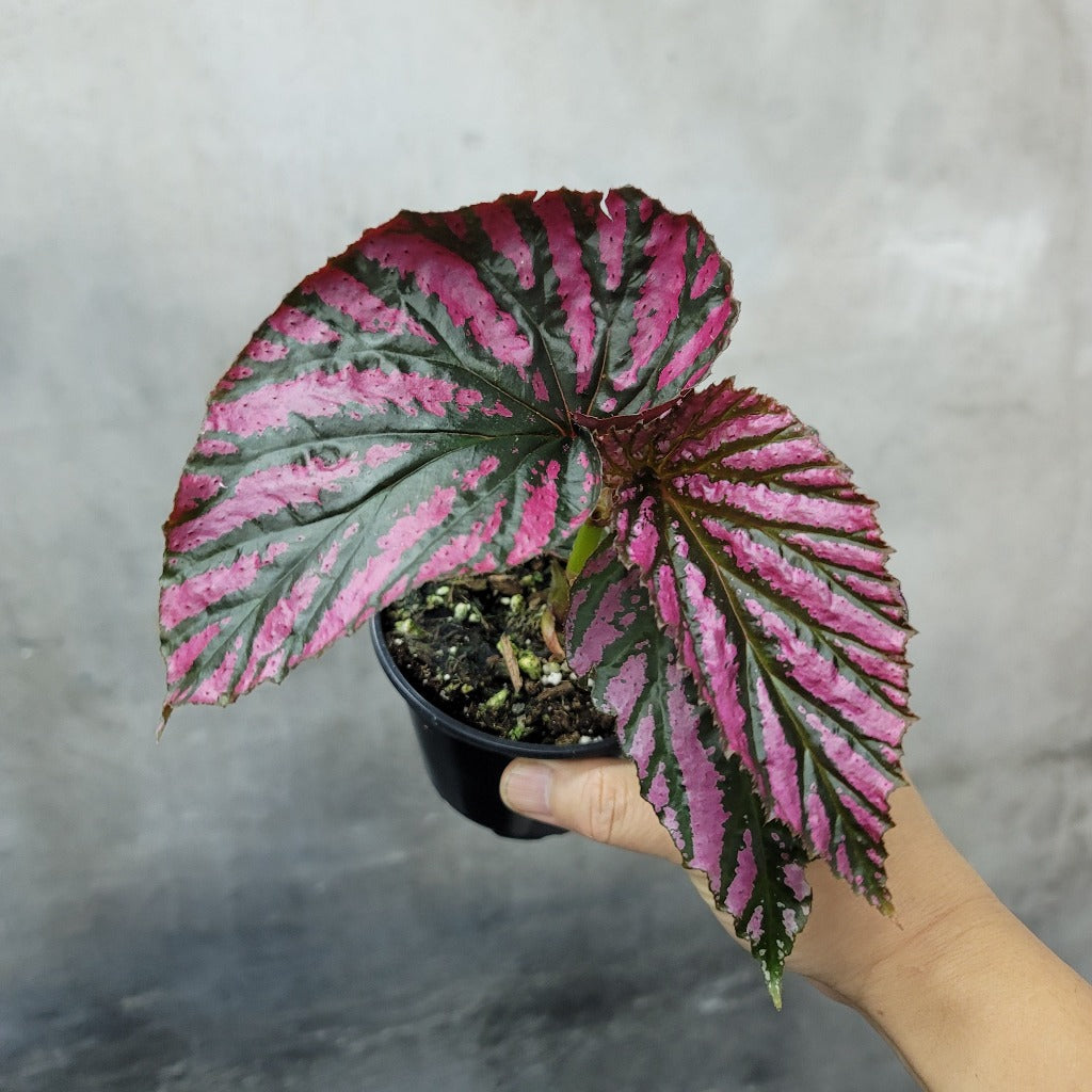 COLORFUL PLANTS - BEGONIA BREVIRIMOSA EXOTICA - 4"