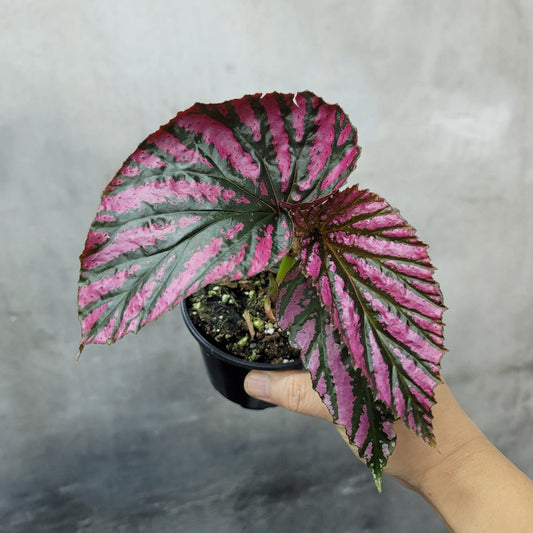 COLORFUL PLANTS - BEGONIA BREVIRIMOSA EXOTICA - 4"