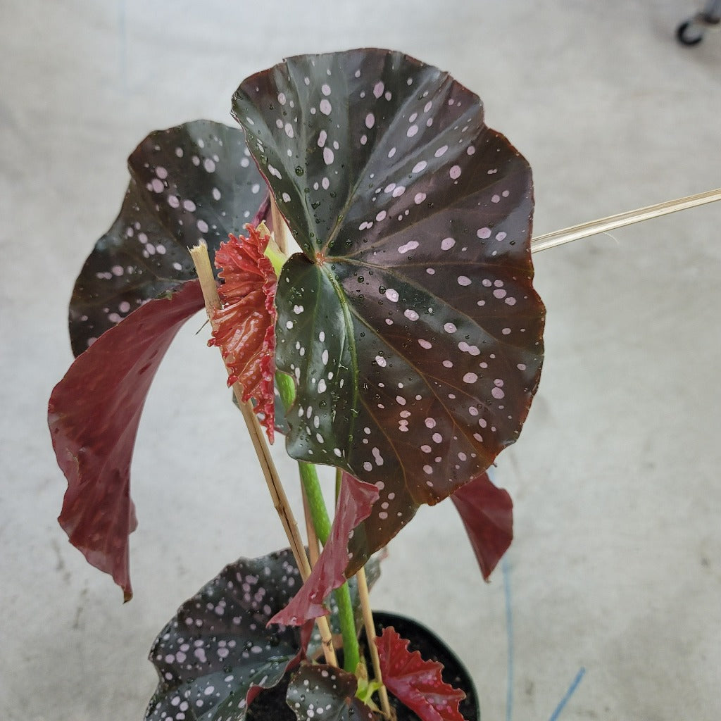 COLORFUL PLANTS - Begonia Cracklin Rose - 6"