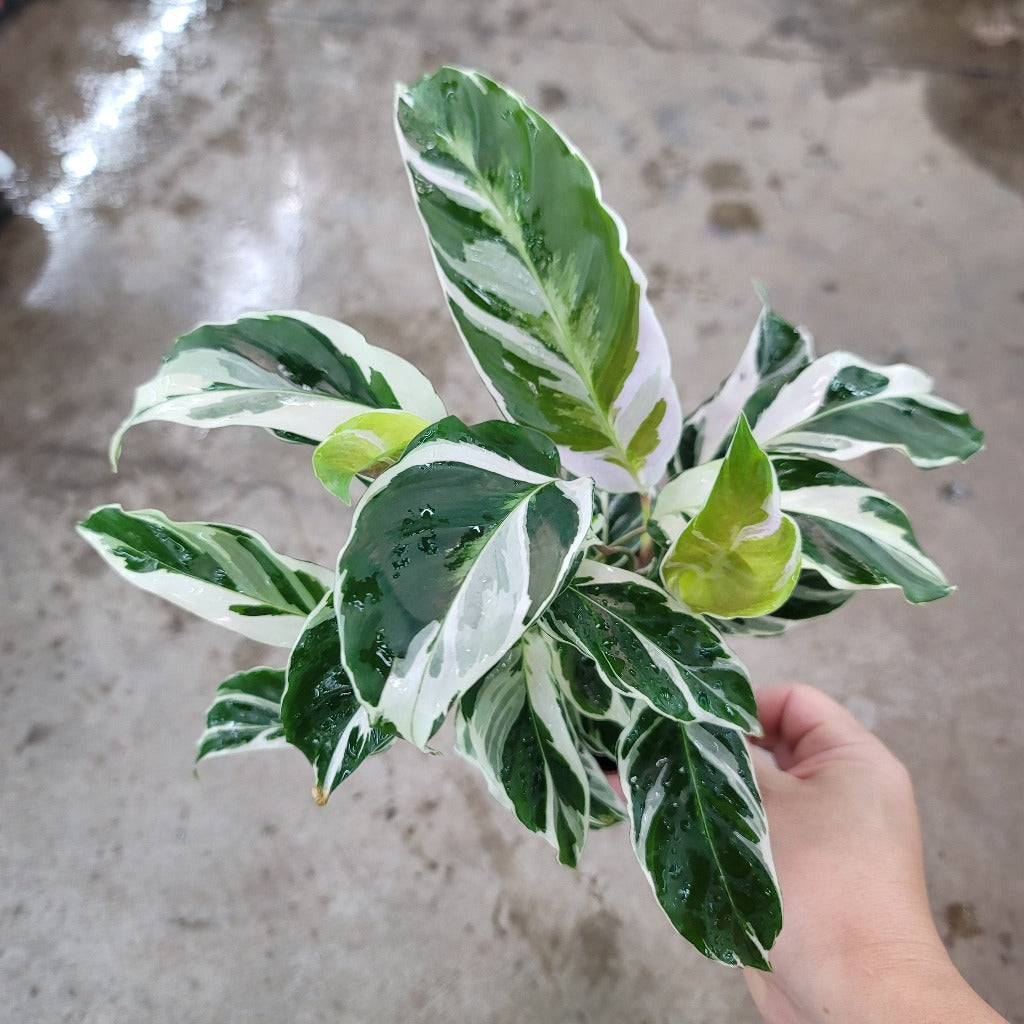COLORFUL PLANTS - Calathea 'White Fusion' - 4"