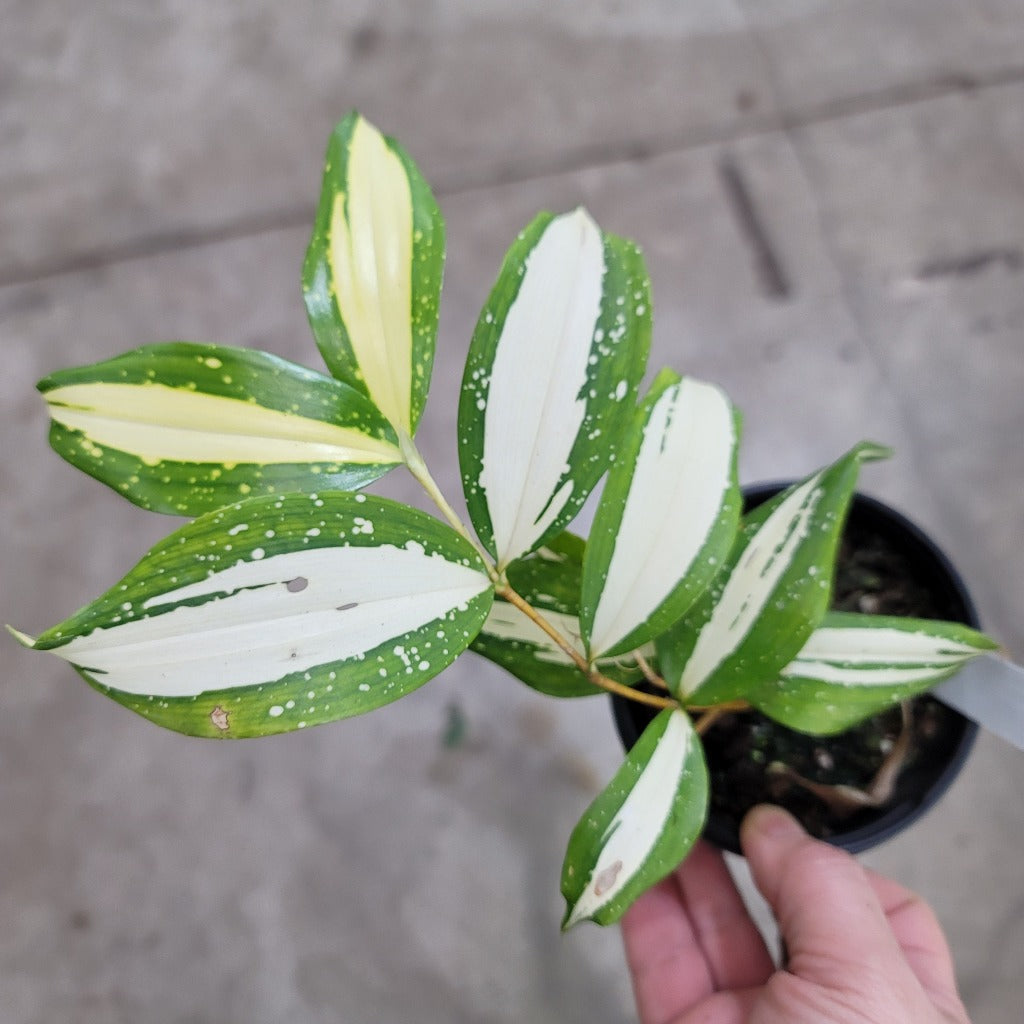 COLORFUL PLANTS - Dracaena Surculosa 'Milky Way' - 4"