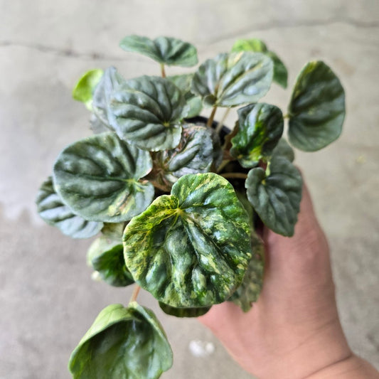 COLORFUL PLANTS - Peperomia Caperata 'Pink Lady'  - 4"