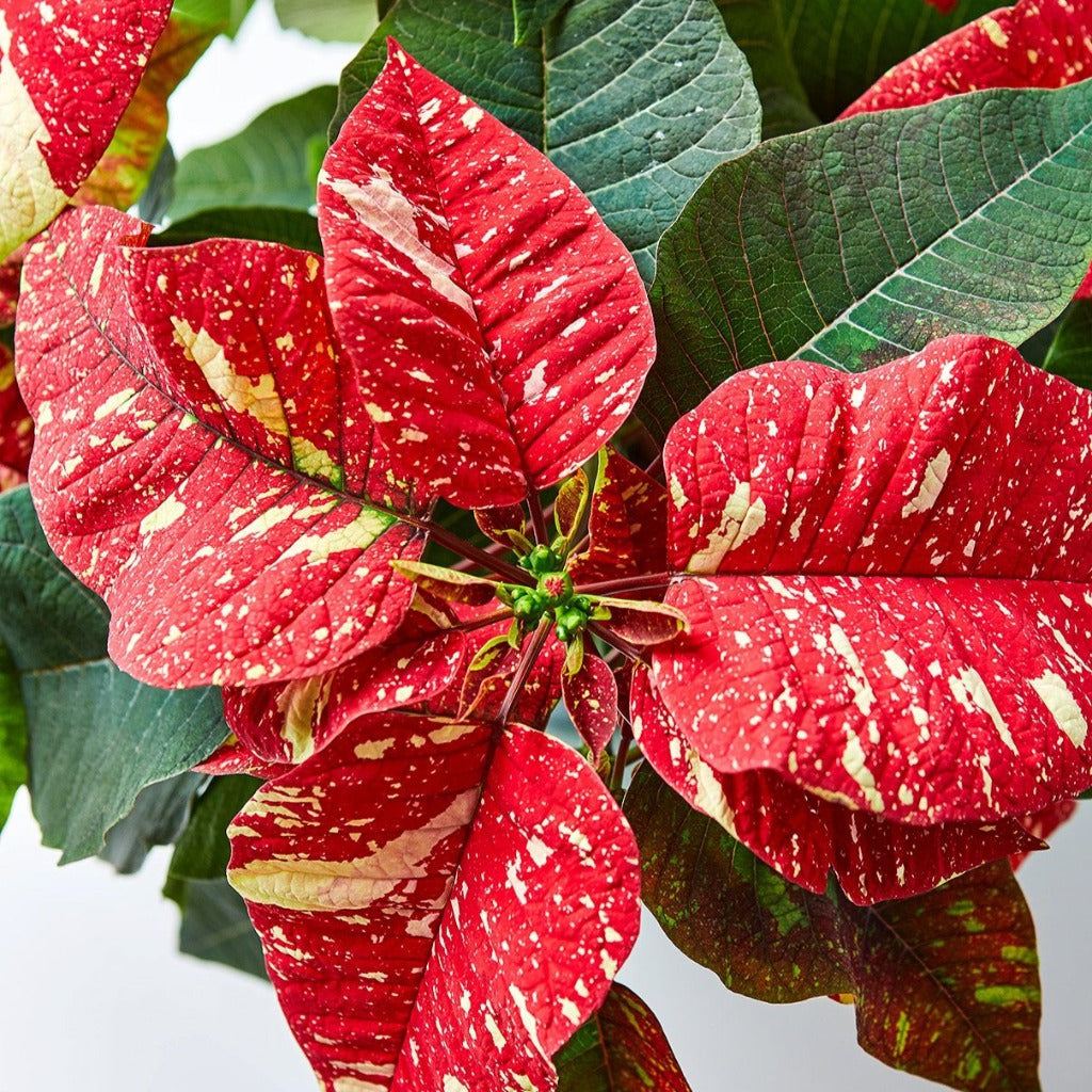 COLORFUL PLANTS - Poinsettia - Superba Glitter - 4"