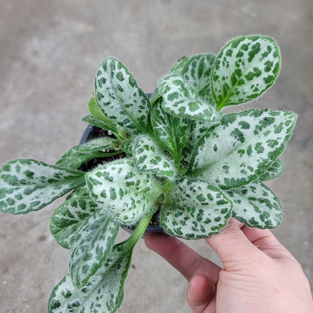 COLORFUL PLANTS - Primulina Dryas - 4.5"