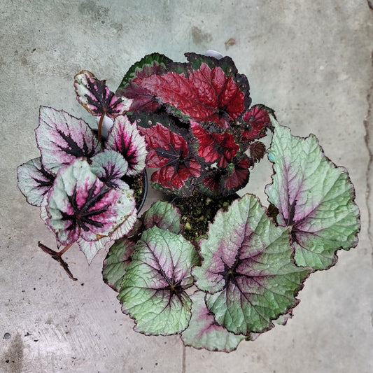 COLORFUL PLANTS - REX BEGONIA ASST - 4"