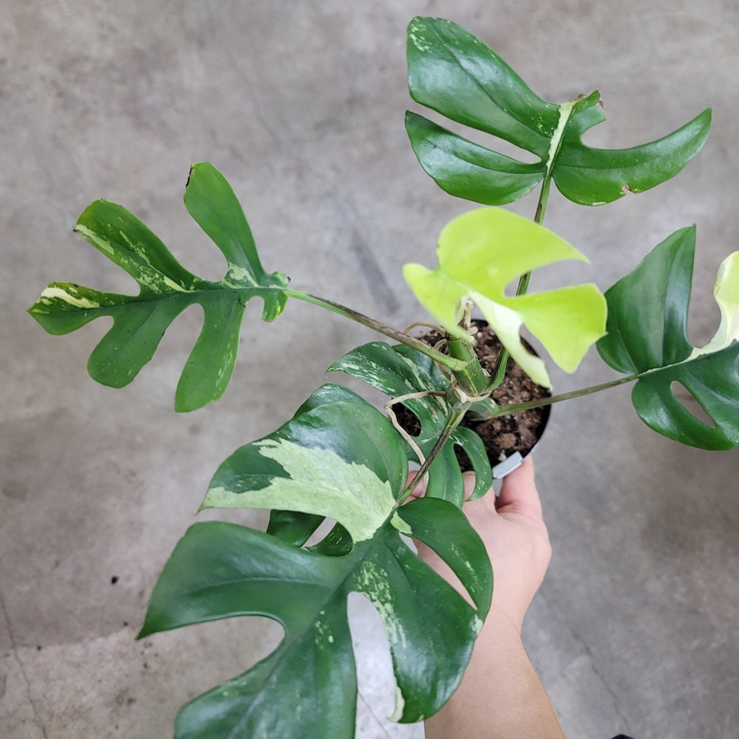 COLORFUL PLANTS - Rhaphidophora  Tetrasperma 'Variegata' - 4"