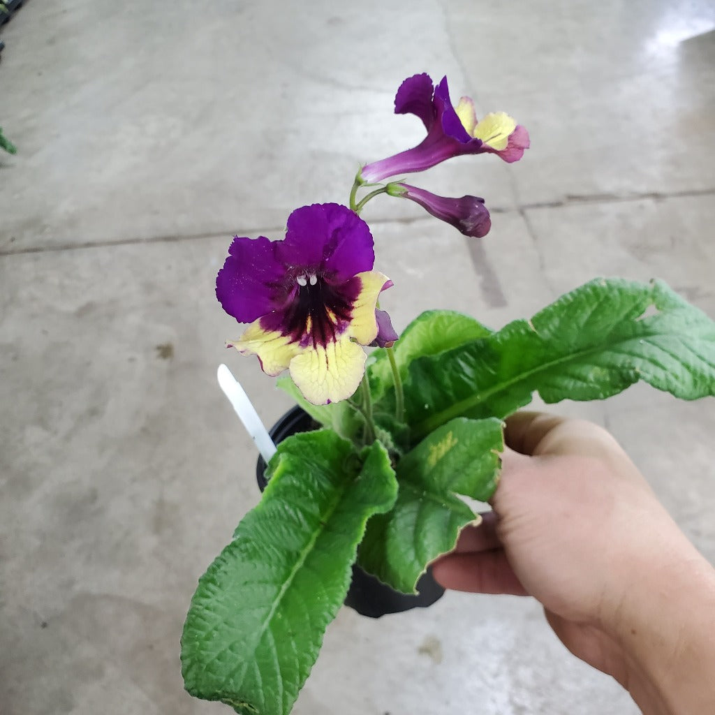 COLORFUL PLANTS - Streptocarpus Assorted - 4"
