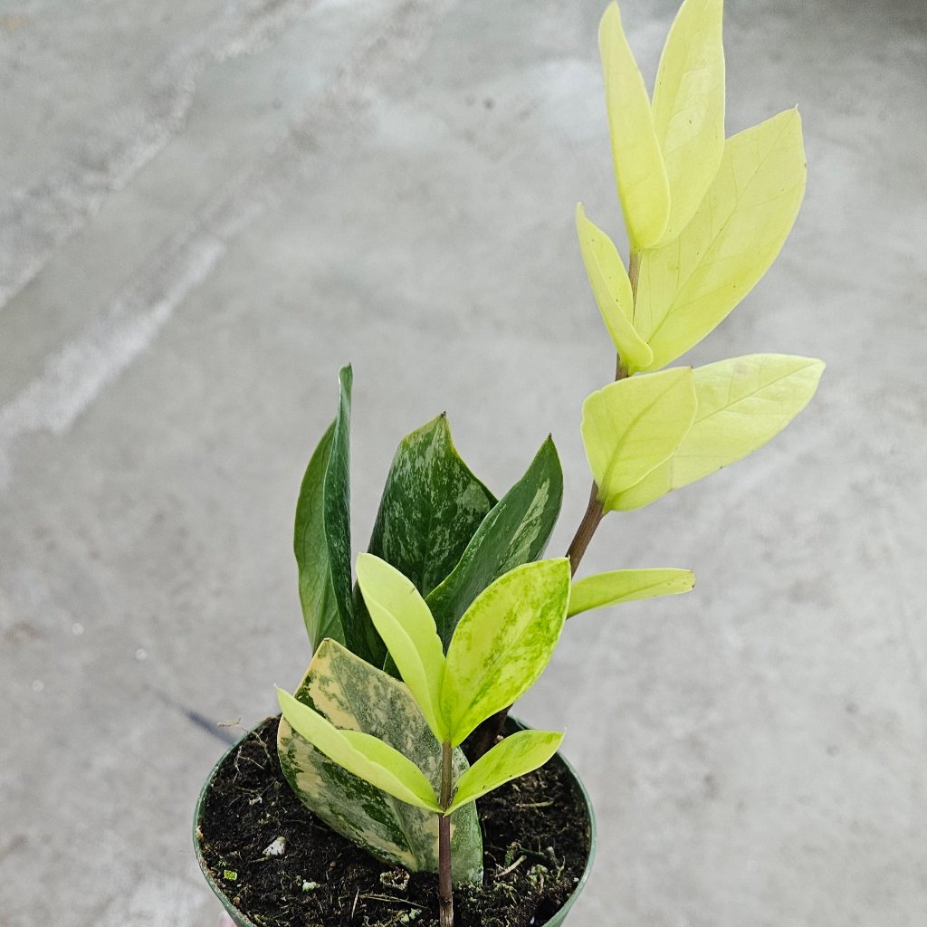 COLORFUL PLANTS - Zamioculcas Zamiifolia 'Variegata' - 4"