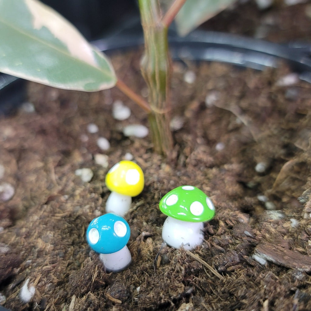 COOL SH*T - Terrarium Decorations