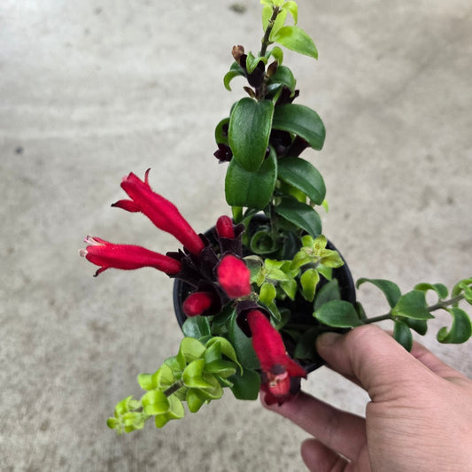 Aeschynanthus rad. 'Rasta' - 4"