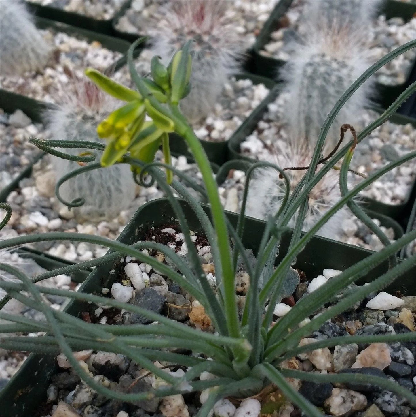 Albuca namaquensis - 4"