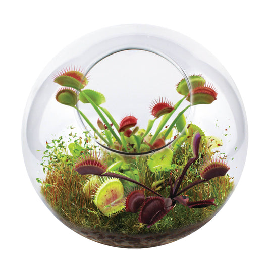 Flytraps Glass Terrarium