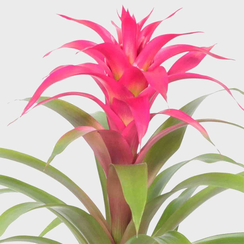 Bromeliad Guzmania - Pink - 4"