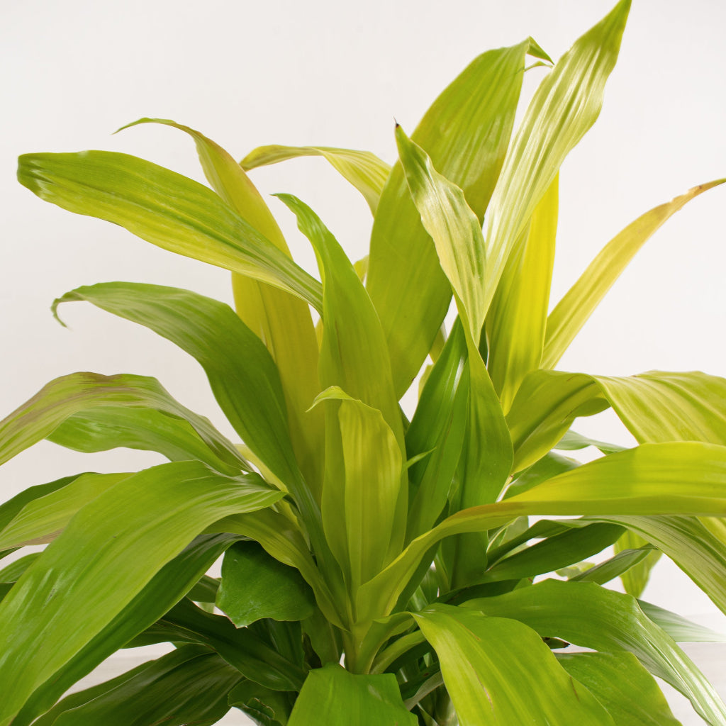 Dracaena fragrans 'Limelight' - 8"