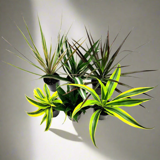 Dracaena assort - 4"