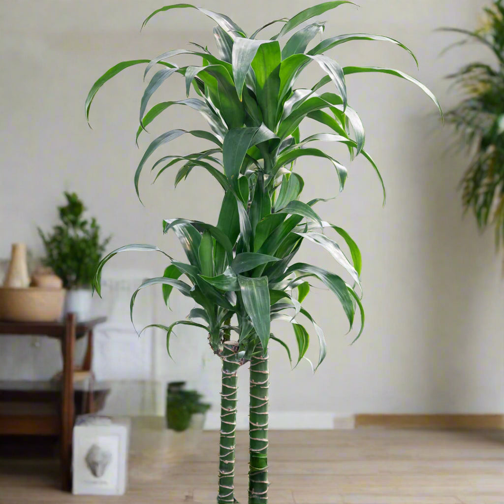 Dracaena fragrans 'Black Beauty' - 8"