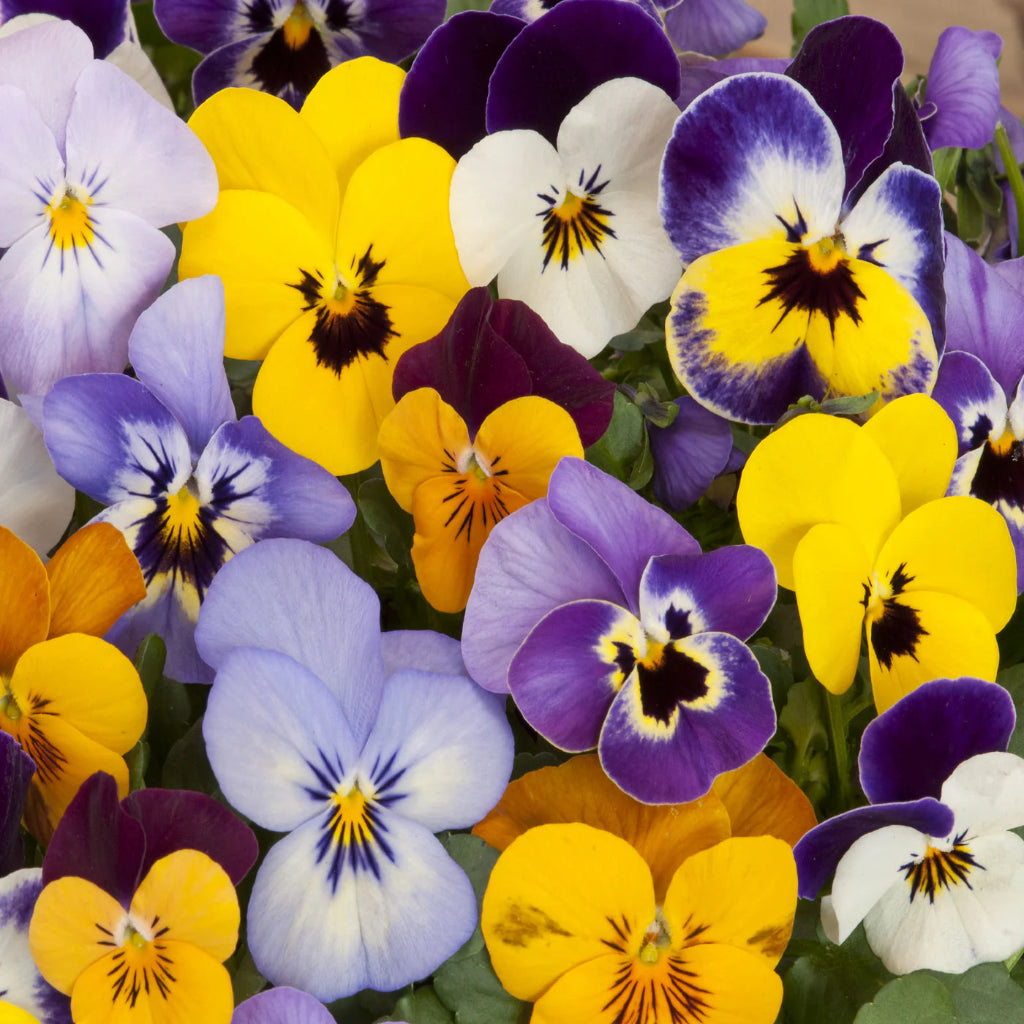 Viola - 4" (assorted)