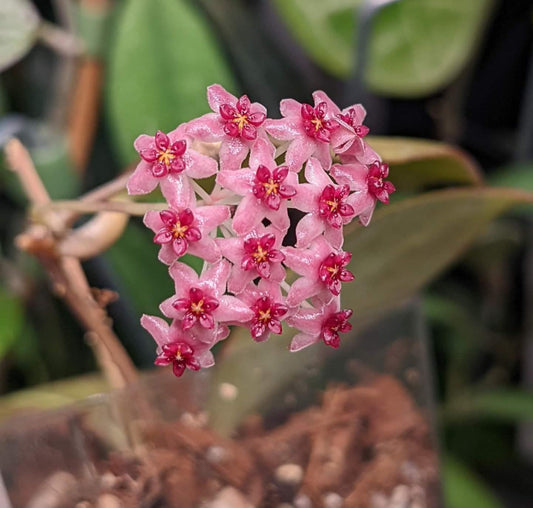 Hoya paulshirleyi - Trellis