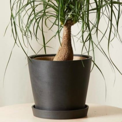 Eco-tech - Black - 7"