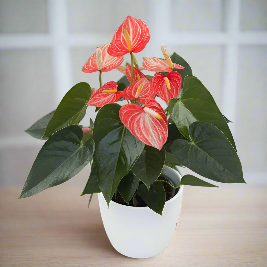 Anthurium andreanum 'Livium Orange' - 4"