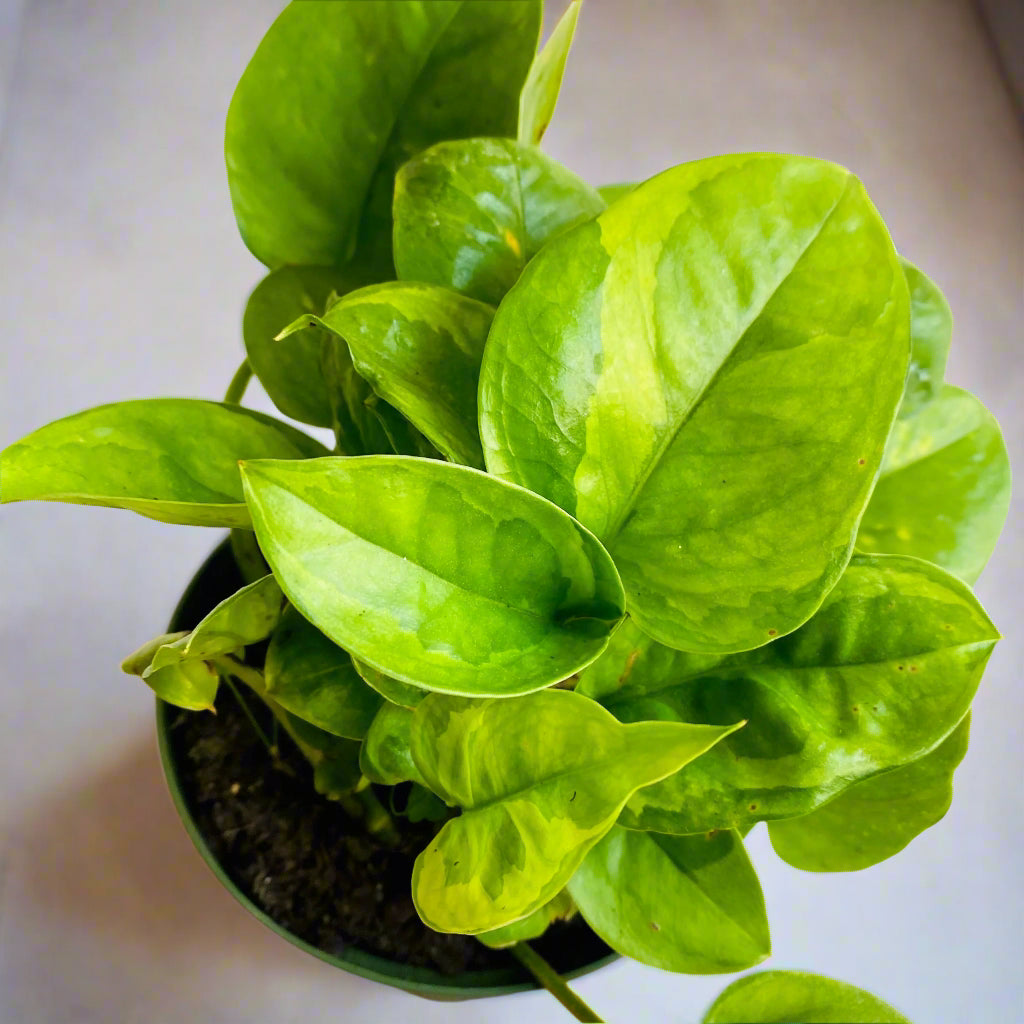 Epipremnum aureum 'Emerald' - 4"
