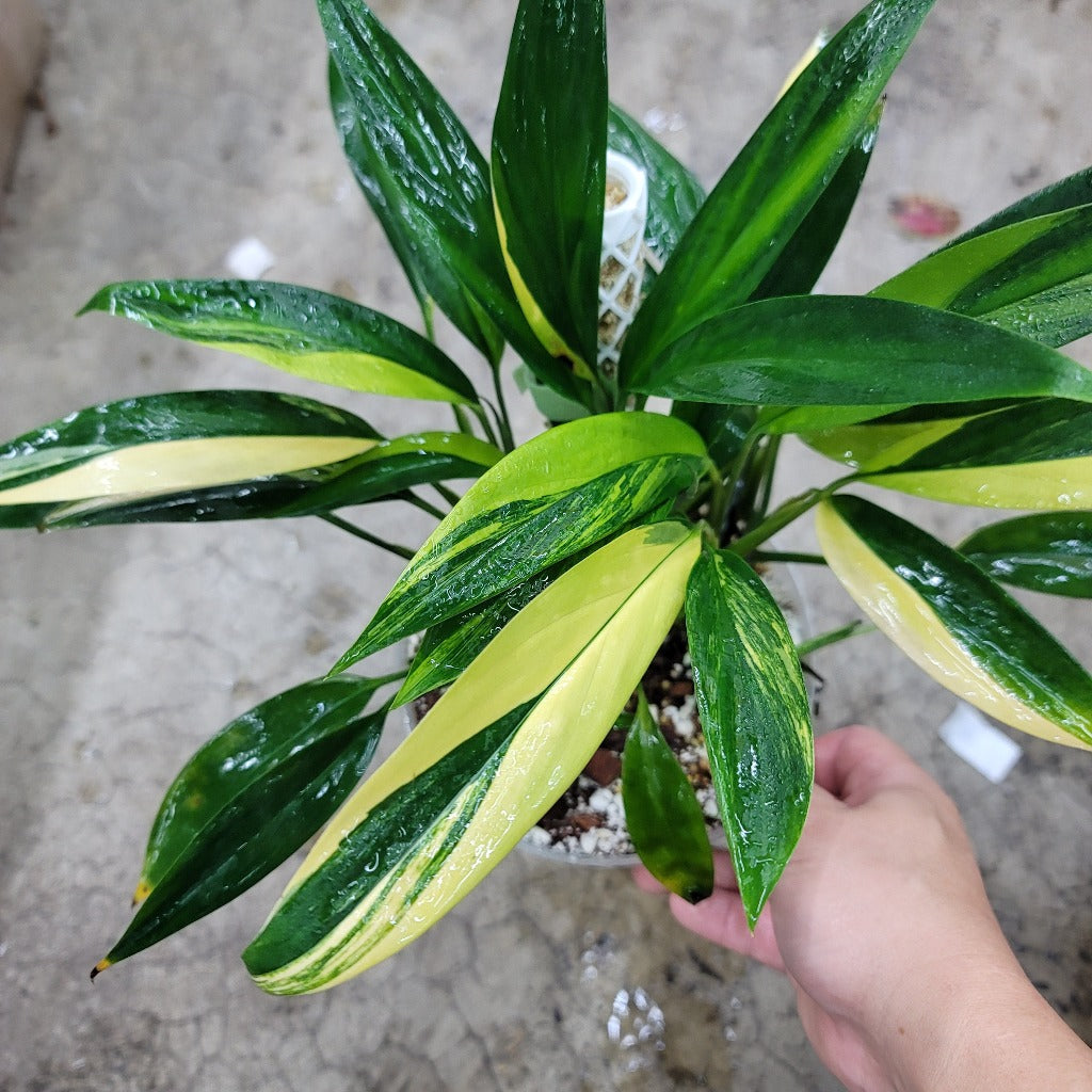 EPIPREMNUM - Epipremnum Amplissimum Variegated -6"