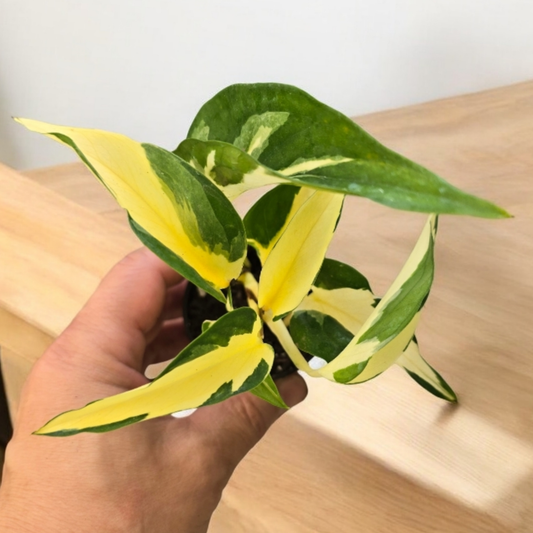 EPIPREMNUM - Epipremnum Aureum 'Mutant  Manjula' - 2"