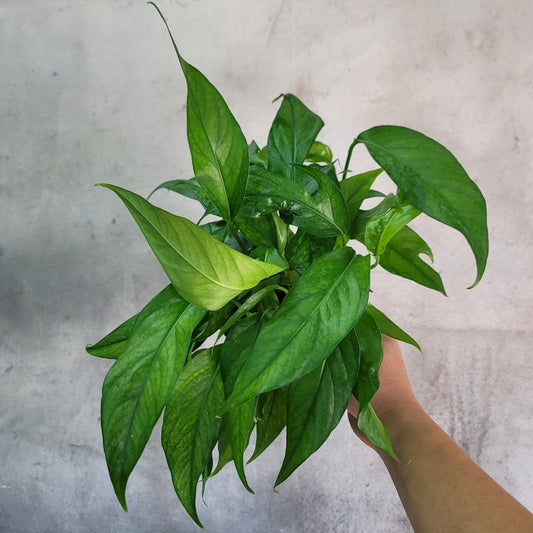 EPIPREMNUM - EPIPREMNUM PINNATUM BALTIC BLUE