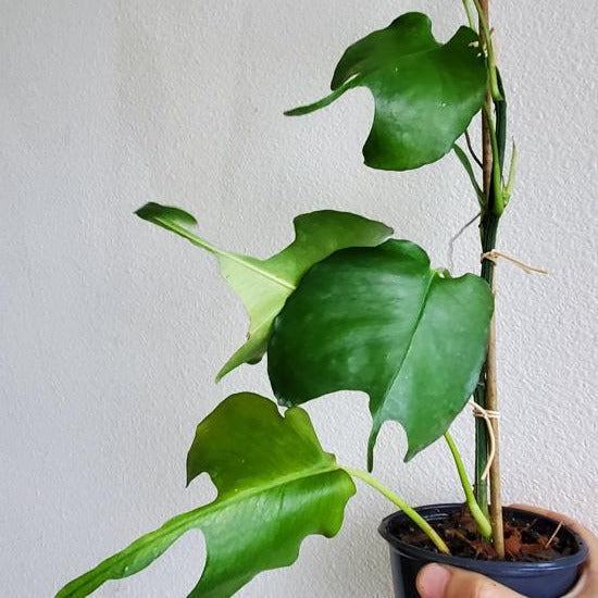 EPIPREMNUM - EPIPREMNUM SKELETON KEY - 6"