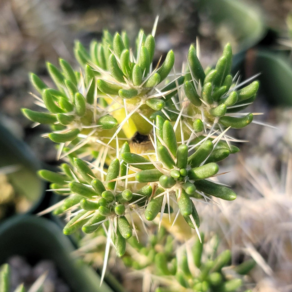 Maihuenia poeppigii - 4"
