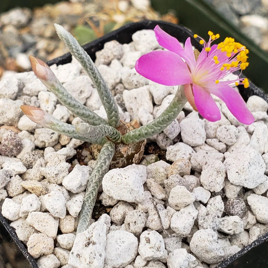 Avonia quinaria ssp. alstonii -2"