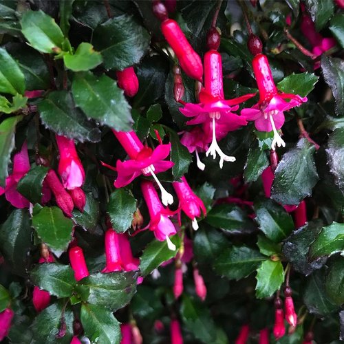 Fuchsia microphylla - 3.5"