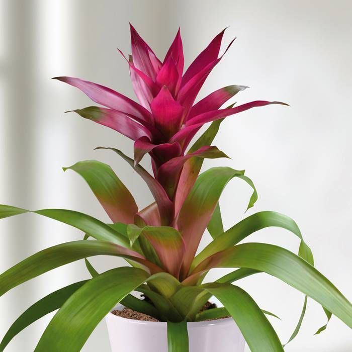 Bromeliad Guzmania - Purple - 4"