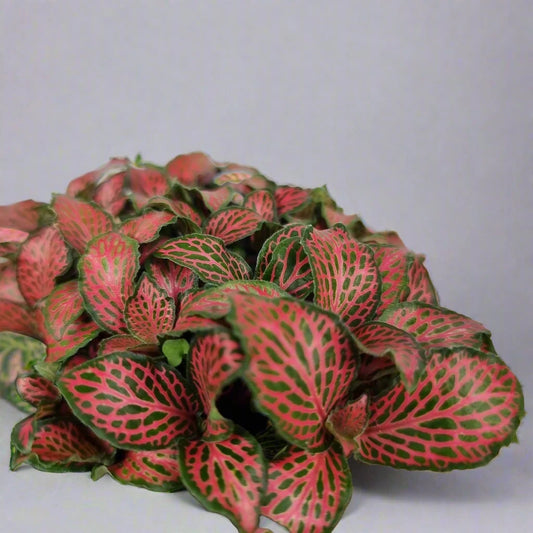 Fittonia 'Firetail' - 4"