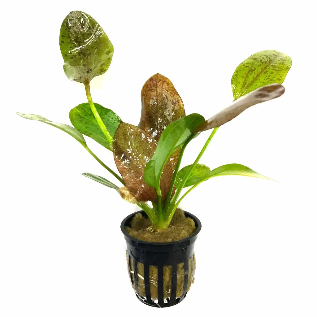 Red Flame Sword - 2"