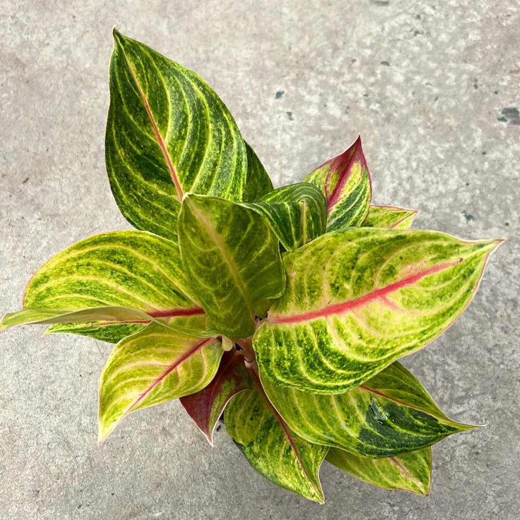 Aglaonema 'golden papaya' - 5"