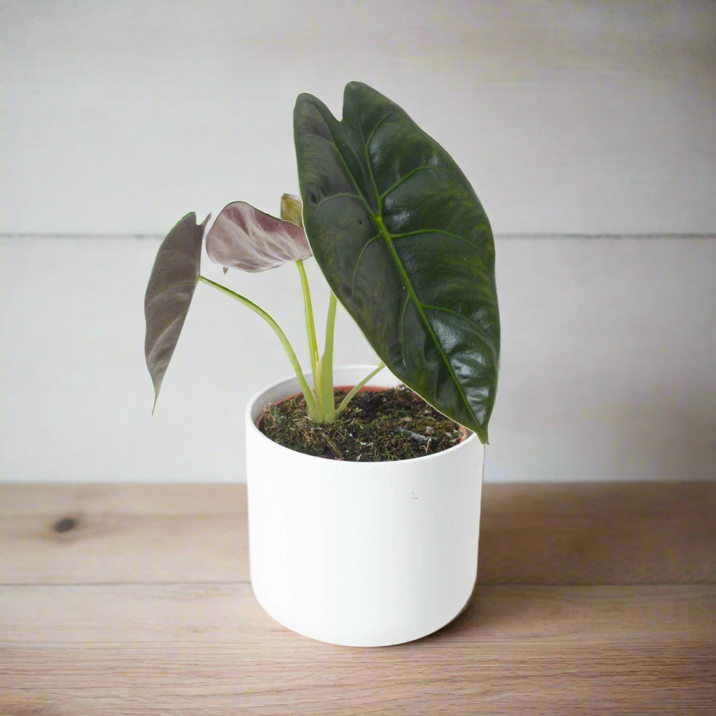 Alocasia 'Golden Bone' - 4"