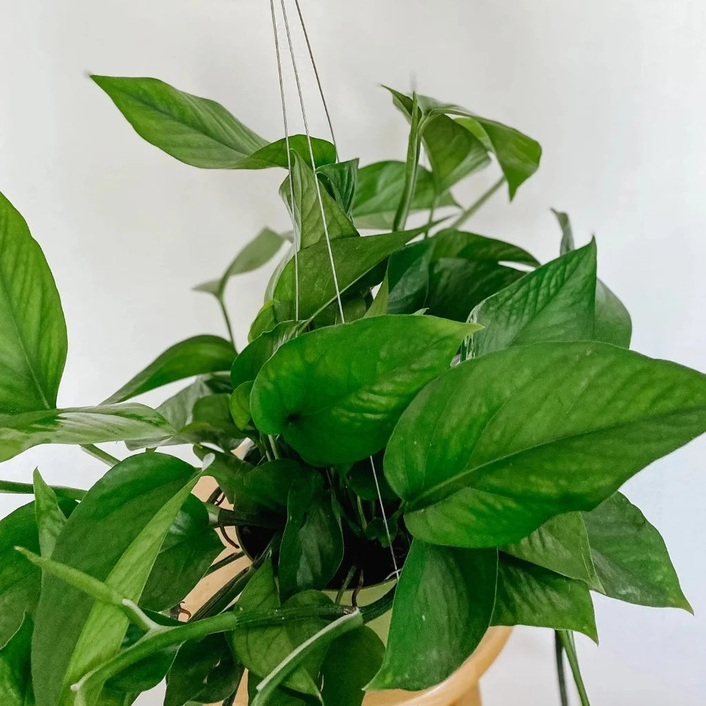 Epipremnum aureum 'Green Queen' - HB 6"