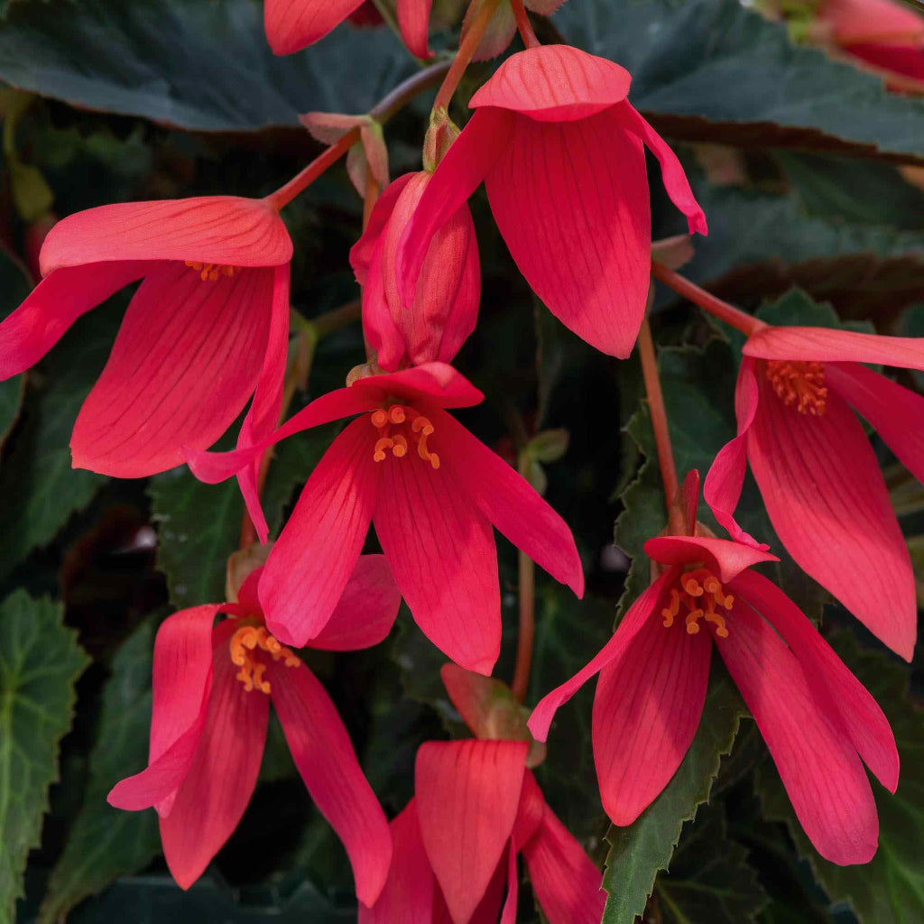 Begonia Groovy - 12"HB