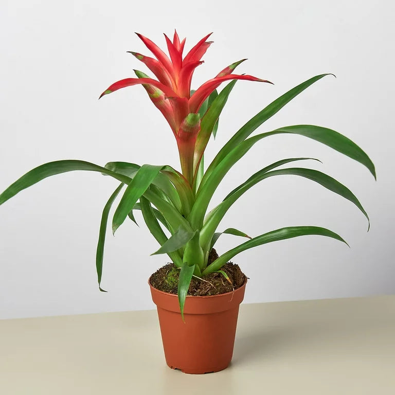 Bromeliad Guzmania - Pink - 4"